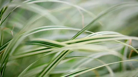 Lush green grass Stock Footage 800306