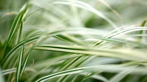 Lush green grass Stock Footage 800378