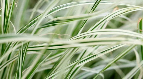 Lush green grass Stock Footage 800473