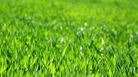 Lush green grass Video stock 2798029