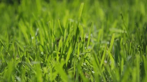 Lush green grass Video stock 22051501
