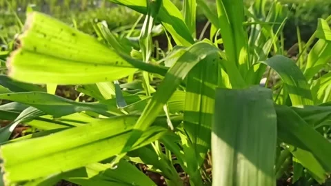 Lush Green Grass Stock Footage 300405005