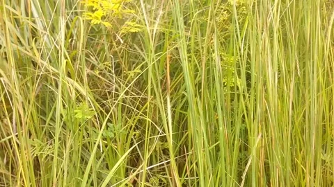 Lush Green Grass 動画素材 329460941