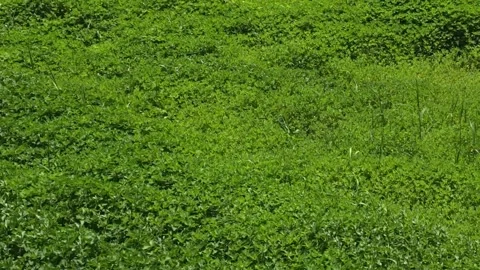 Lush Green Grass Gently Swaying in the Breeze Video stock 341621319