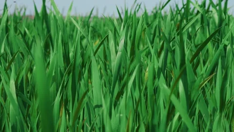 Lush green grass gently sways in the warm breeze, creating a beautifully calming Stock Footage 313286426