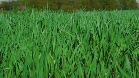 Lush green grass gently sways in the warm breeze, creating a beautifully calming Stock Footage 313286979