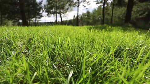 Lush green grass on a golf course in sunbeams Video stock 168986015