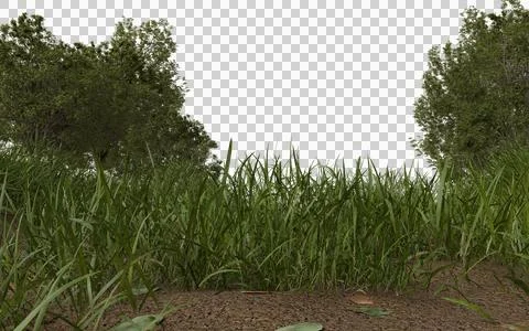 Lush green grass growing on a patch of earth Stock Photos