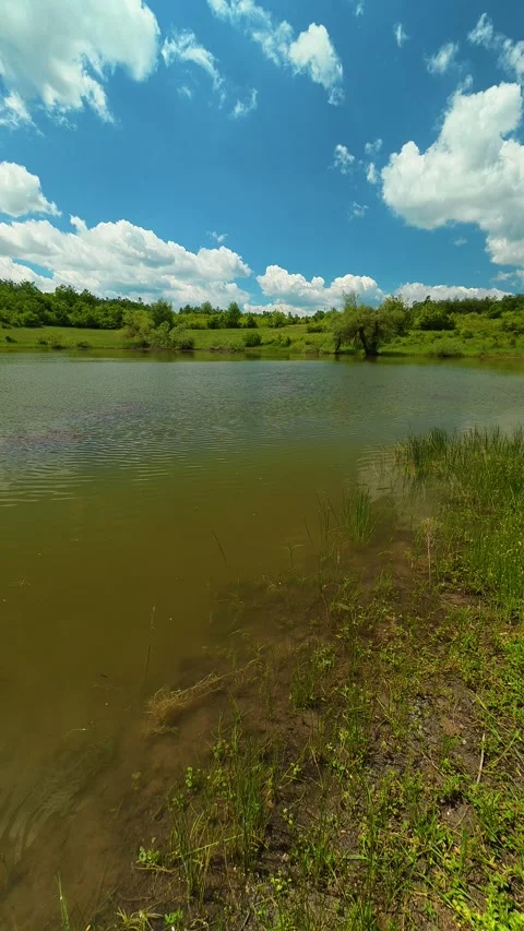 Lush green grass grows by shallow. Vrmdza Lake, Serbia. Vertical Stock-Footage 338029487