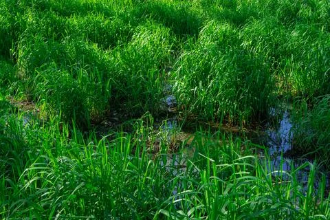 Lush green grass grows in the swamp 스톡 사진