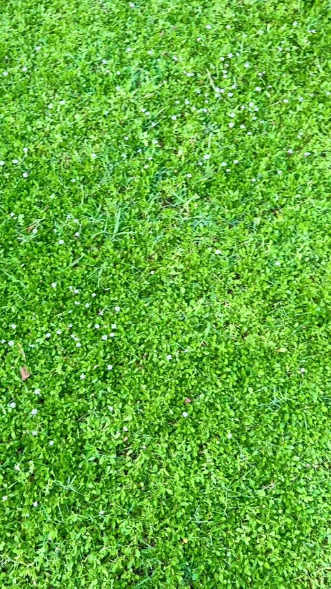 Lush green grass lawn with tiny white spring flowers Stock-Footage 331975947