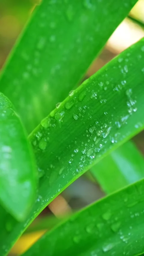 Lush green grass leaves with drops of water dew droplets in the wind in morning Stock Footage 344583217