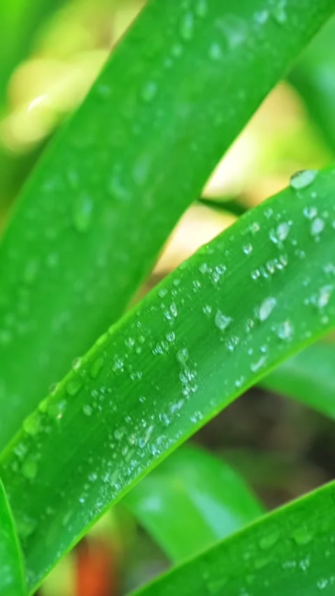 Lush green grass leaves with drops of water dew droplets in the wind in morning Stock Footage 344584300