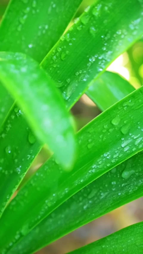 Lush green grass leaves with drops of water dew droplets in the wind in morning Stock Footage 344584305