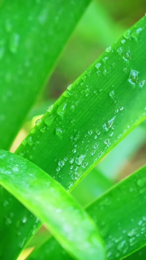 Lush green grass leaves with drops of water dew droplets in the wind in morning Stock Footage 344584687