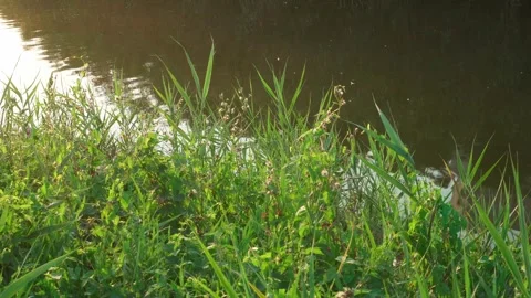 Lush green grass lit by the rays of the sun on the banks of the river. Video stock 248507771