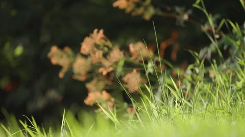 Lush green grass lit by the warm morning sun. A close-up shot. Bokeh Stock Footage 257565230