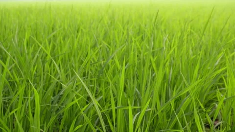 Lush Green Grass Meadow Video stock 333917222