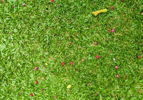 Lush Green Grass with Scattered Red Petals and Yellow Leaves Stock Photos