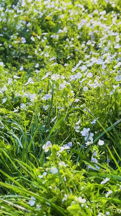 Lush green grass with small white chickweed flowers grows in a city park. Stock-Footage 338238938