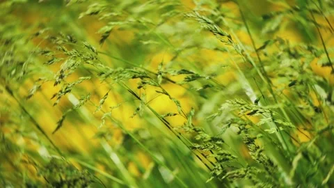Lush Green Grass Softly Waves in the Warm Breeze Under the Bright Sunlight and Stock Footage 311282131