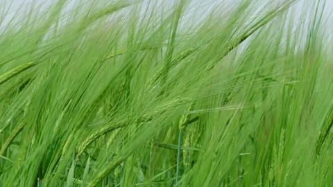 The Lush Green Grass Softly Waves in the Warm Breeze Under the Bright Sunlight Stock Footage 311282221