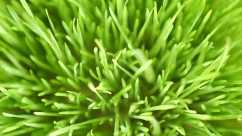 Lush green grass. Spring morning in nature, sun breaks through the stalks of Stock Footage 274627495