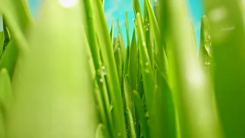 Lush Green Grass With Sunlight Streaming Through the Blades Stock Footage 331860289
