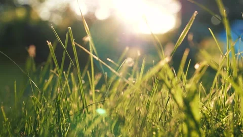 Lush green grass swaying in the wind with golden sun flare Stock Footage 339064717