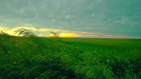 Lush green grass swaying in wind at sunset on a field in nature a dynamic shot Stock Footage 344240833