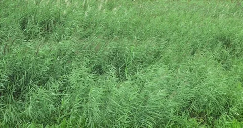 Lush green grass sways gently in a natural field Stock Footage 340822378