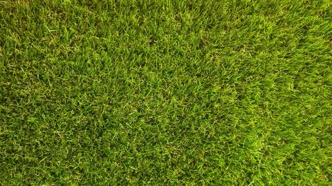 Lush green grass texture background. Stock Photos