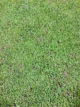 Lush Green Grass Texture Background View Stock Photos