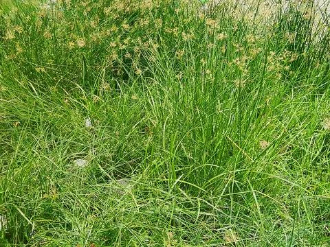 Lush green grass texture background view with top down view of a dense field Stock Photos
