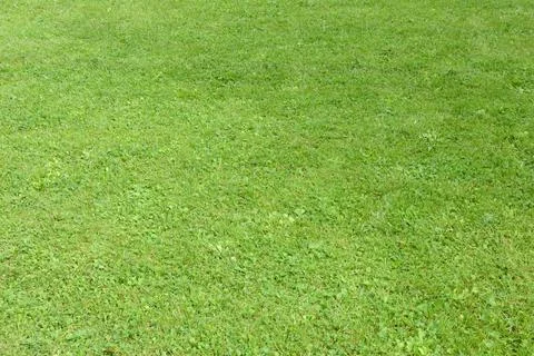 Lush green grass texture background top view Stock Photos