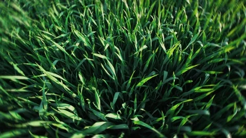 Lush Green Grass Texture Enhanced by Beautiful Sunlight Reflection for a Stock Footage 311281442