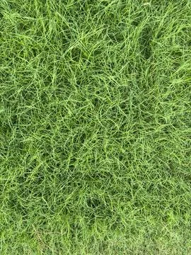 Lush Green Grass Texture Stock Photos