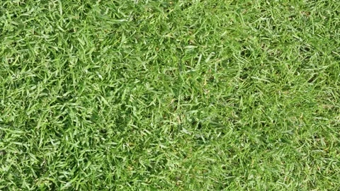 Lush green grass texture top view for natural lawn background with dense healthy Stock Footage 338036537