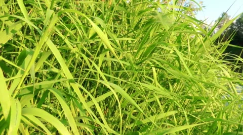Lush green grass, in the wind, in the sunlight Vidéo 57335414