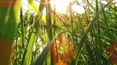 Lush green grass, in the wind, in the sunlight, on the background of the river Video stock 57335435