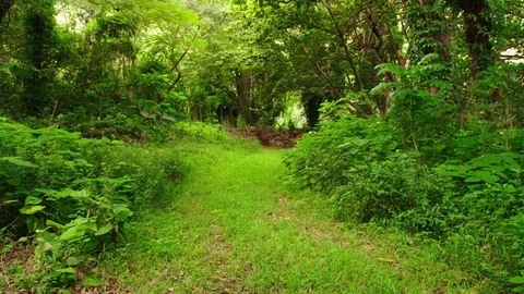 Lush green grassy path through tropical trees and plants, lock off for plate. Stock Footage 80510642