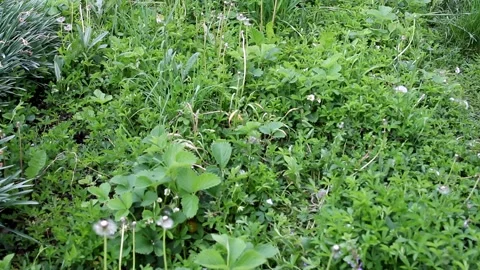 A lush green ground cover with various plants and small white flowers Stock Footage 325676644