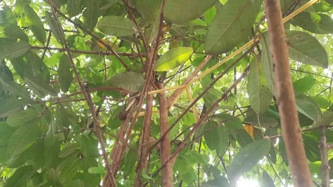 Lush Green Guava Tree Canopy from Low Angle Perspective Stock Footage 310289211