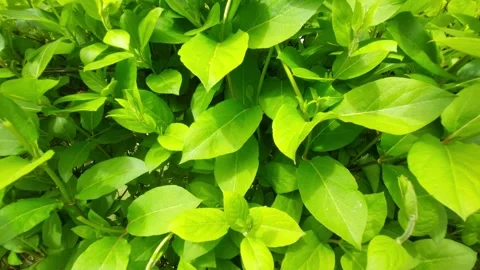 Lush green hedge background in bright daylight Vídeos de archivo 334733544