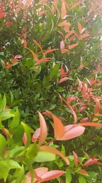 Lush Green Hedge Stock Photos