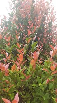Lush Green Hedge Stock Photos