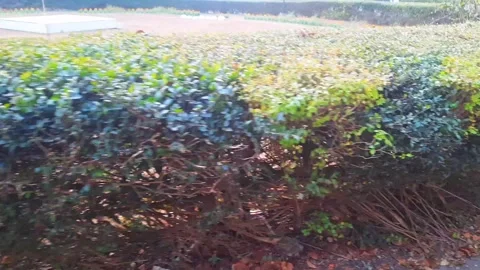 Lush green hedge with textured branches and fallen leaves in a park or gard.. Stock Footage 329616399