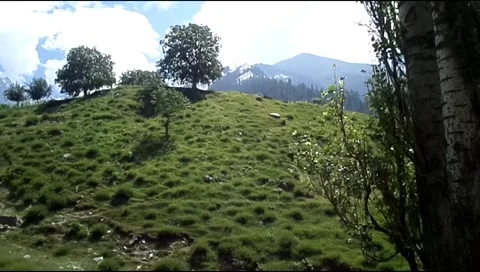 Lush Green Hill With Trees and Snowy Mountains in Swat Valley Pakistan Stock Footage 343746849