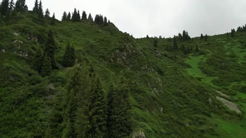 Lush green hillside with conifer trees and rocky terrain under cloudy sky Video stock 342312079