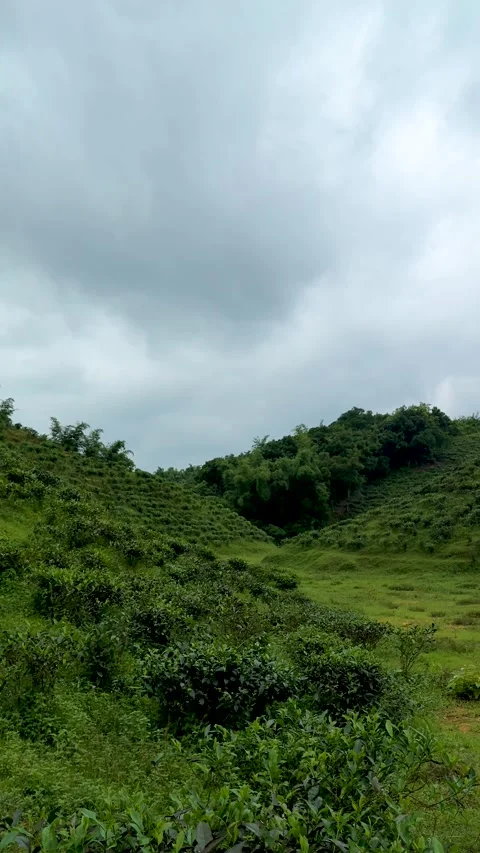 Lush green hillside with dense foliage under a cloudy sky on a serene and t.. Stock Footage 338414517